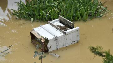 To protect hives, NSW DPI has issued a special permit to allow flood-affected beekeepers to move them to higher ground. Photo: Shutterstock 