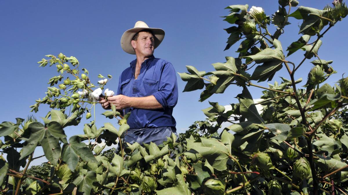 NO.8 GREAT: Former Wallaby Tim Gavin among the cotton on his Gunnedah farm in 2011. He is "humbled" by his Hall of Fame induction. Photo: Paul Mathews
