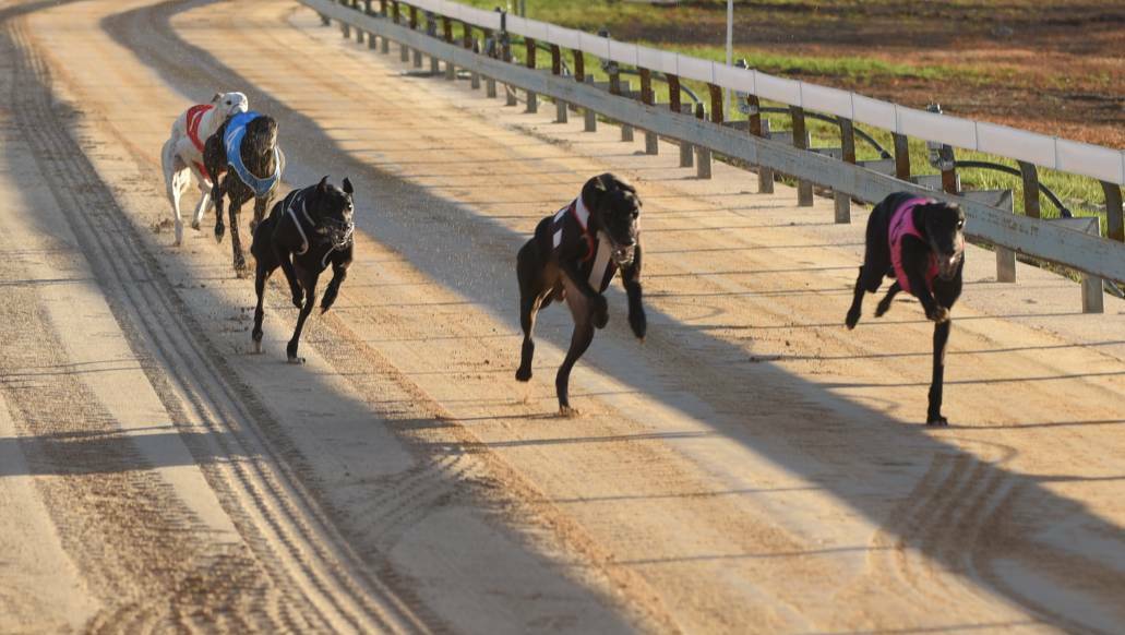 TICK-TOCK: Two heats of the Million Dollar Chase will be staged at Gunnedah on Friday night.