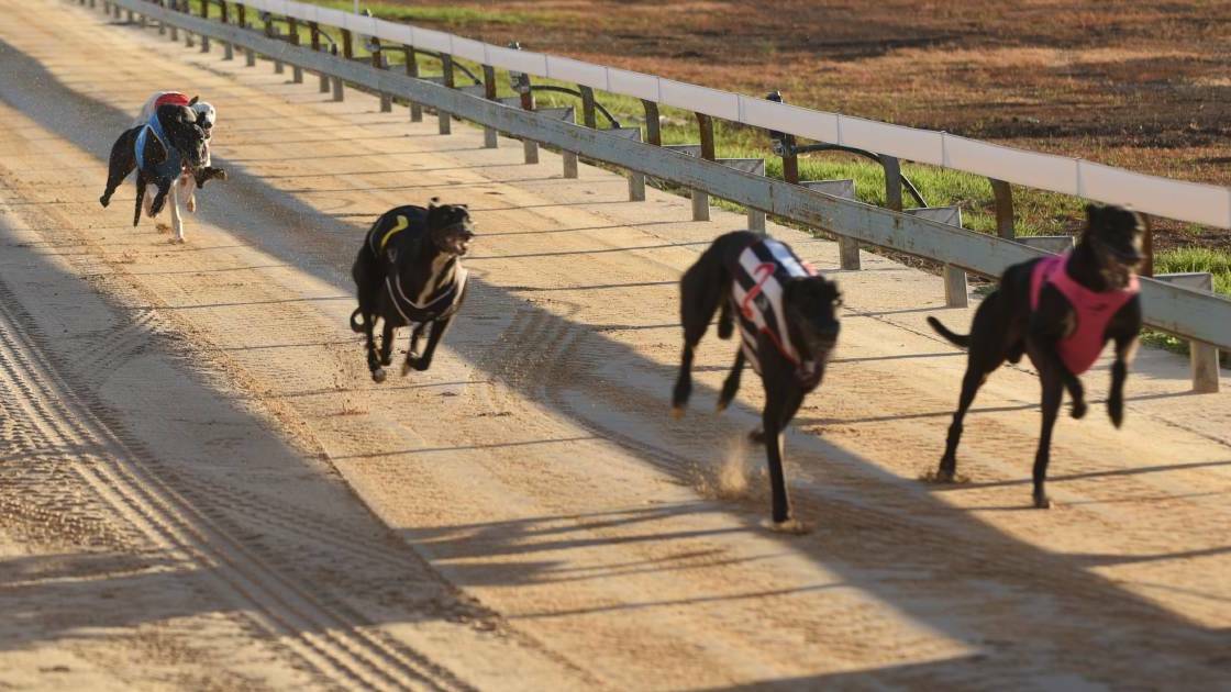 CORONA AGE: Gunnedah has become to region's greyhound racing hub.