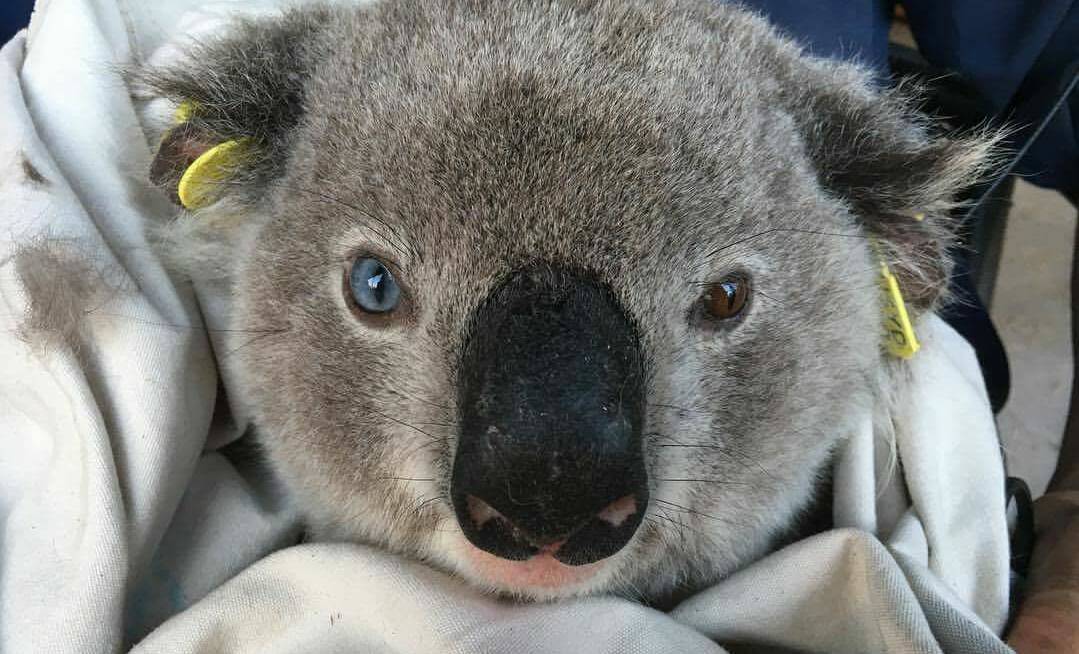 Who are you looking at?: The koala nicknamed "the white walker". Photo: George Madani.