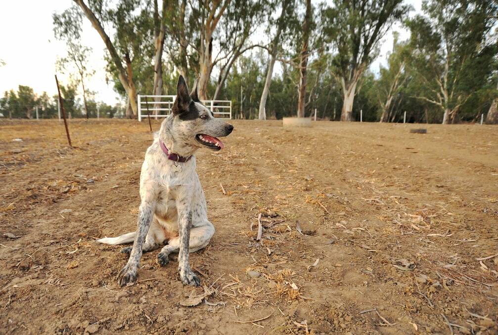 Opinion: Long days of gazing at drought-stripped paddocks