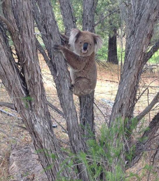 Shrinking habitat: A koala in the Quipolly area.
