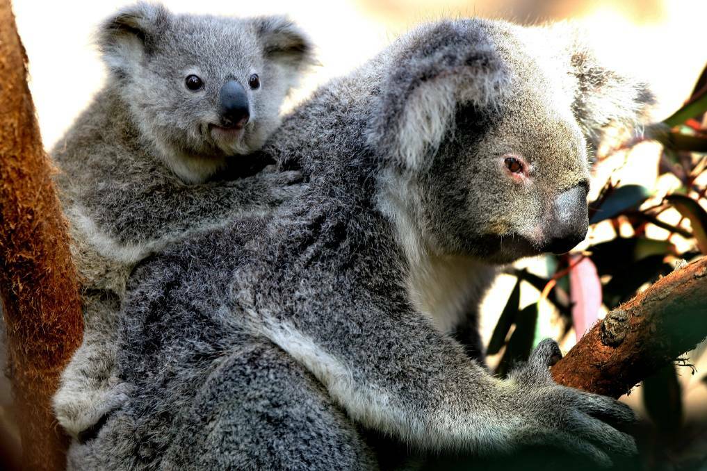 KOALA CAPITAL: One letter writer is asking what's happened to Gunnedah's koala capital title after an "injured animal was left to die".