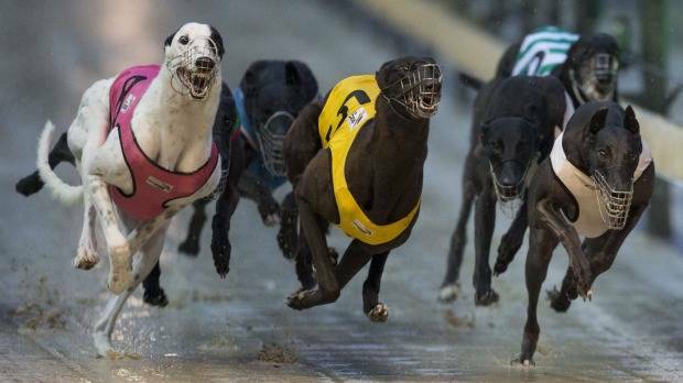 DOG DAYS: Gunnedah greyhound track will be closed for at least two months.