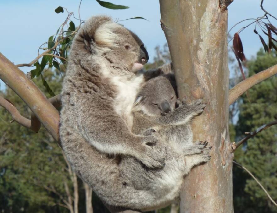 MIXED REVIEWS: A new state government $20 million private land purchase program has drawn criticism from local koala activists. Photo: Supplied
