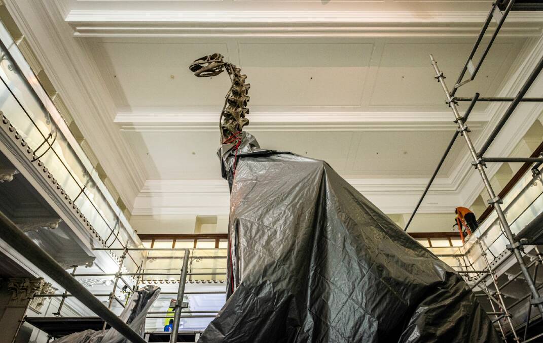 A dinosaur is surrounded by scaffolding during the renovation of the Australian Museum. Picture: Australian Museum
