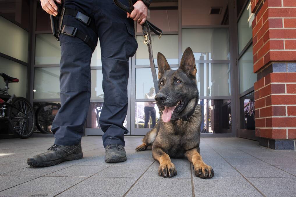 DYNAMIC DUO: Police dog Alpha and his handler - whose identity is protected - have joined the Oxley police ranks to help combat crime in the community. Photo: Peter Hardin