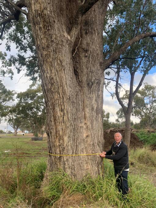 BIG BEAUTY: National Register of Big Trees founder Derek McIntosh and the newest Australian champion big tree, a Gunnedah bimble box. Photo: Supplied