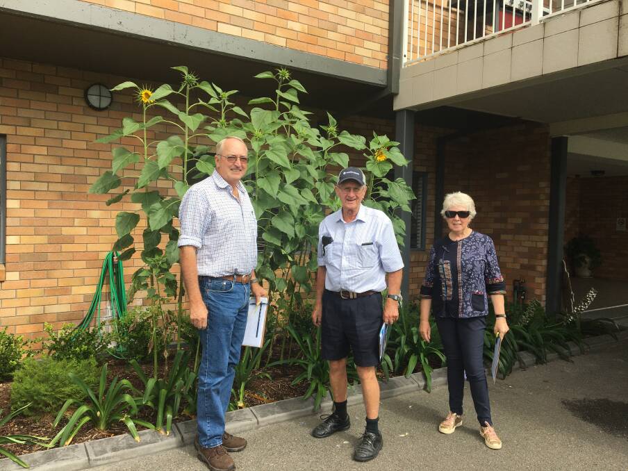 Sunny-Side Up judges Ian Carter, Neil Barwick and Mary Roberts inspecting the sunflowers at the Quirindi Care Services Eloura Aged Care facility.