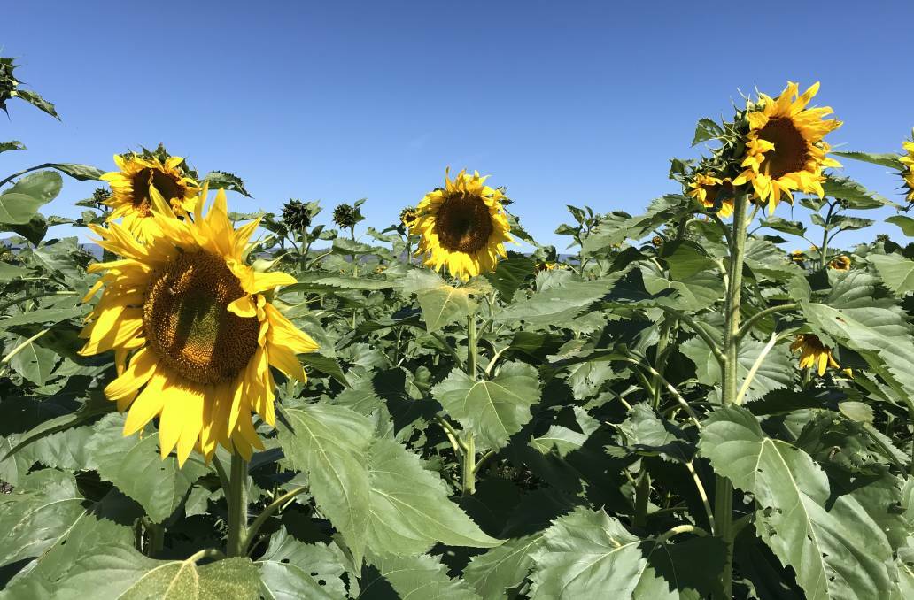 Alec Pengilley's 2020 crop of sunflowers at Blackville. 