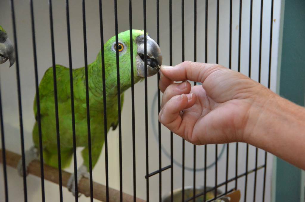 NO BIRD SHOW: The Gunnedah Bird Sale and Expo is another no go in 2021. Photo: File 