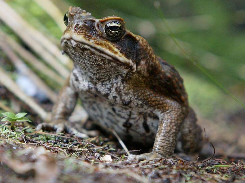 STOP THE SPREAD: A small number of cane toads might have entered NSW from Queensland, prompting a call to keep an eye out for the unwanted pests. Photo: File 