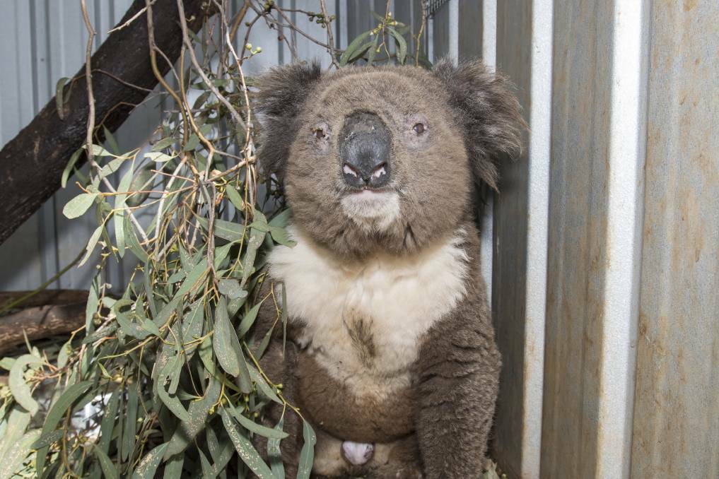 KOALA CONCERNS: A proposed rail loop associated with the Shenhua Watermark Coal Mine is set to go through a habitat which is now being described as a 'core corridor'. Photo: File.