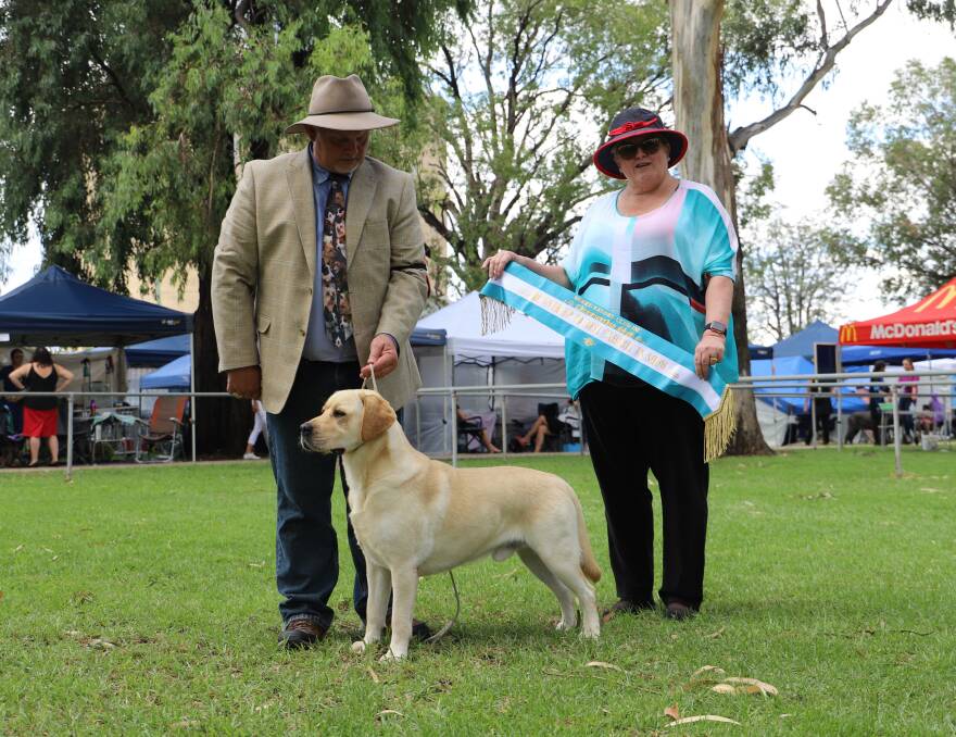 LUCKY LAB: This labrador received a lot of love on Saturday as it took out the Best in Show award. Photo: supplied by Louise Tattersall.