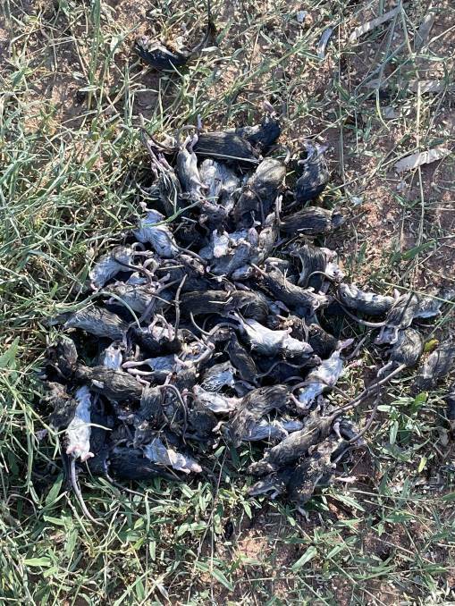 MOUSE MANIA: Swarms of mice have been plaguing the New England and northern NSW area in recent months, frustrating farmers.