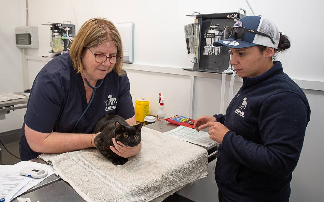 PET CHECK: Dogs and cats of pensioners and concession card holders can receive free microchipping and check ups, along with discounted vaccinations at the Mobile Vet Truck this week. Photo: supplied.