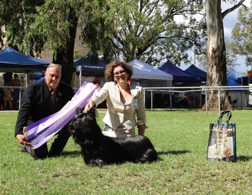 WAGGLING WINNER: This skye terrier took out three of the five Best in Show awards at the dog show on the weekend. Photo: supplied by Louise Tattersall.