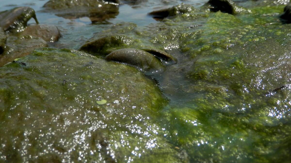 RED ALERT: A warning has been issued about blue-green algae in Keepit Dam. Photo: File