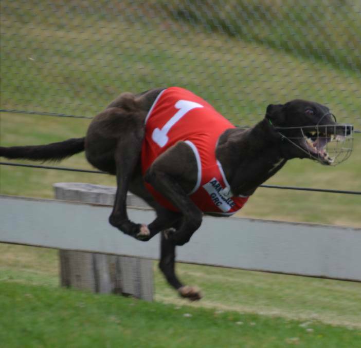 Smart customer: Evie's Best sealed her 13th career win of her 27-start career with an impressive victory at Coonabarabran during the town's annual cup carnival. 