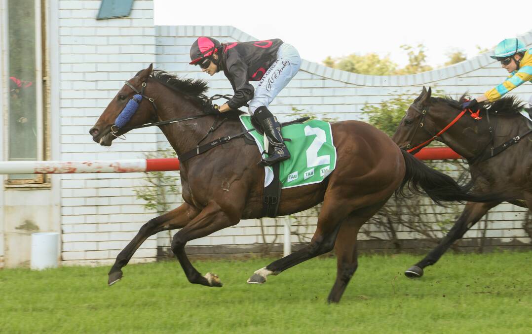 Fast ride: Just Rolling is guided across the line by Amelia Denby on Monday after storming past their competitors at the Gunnedah Racecourse. Photo: Bradley Photos. 