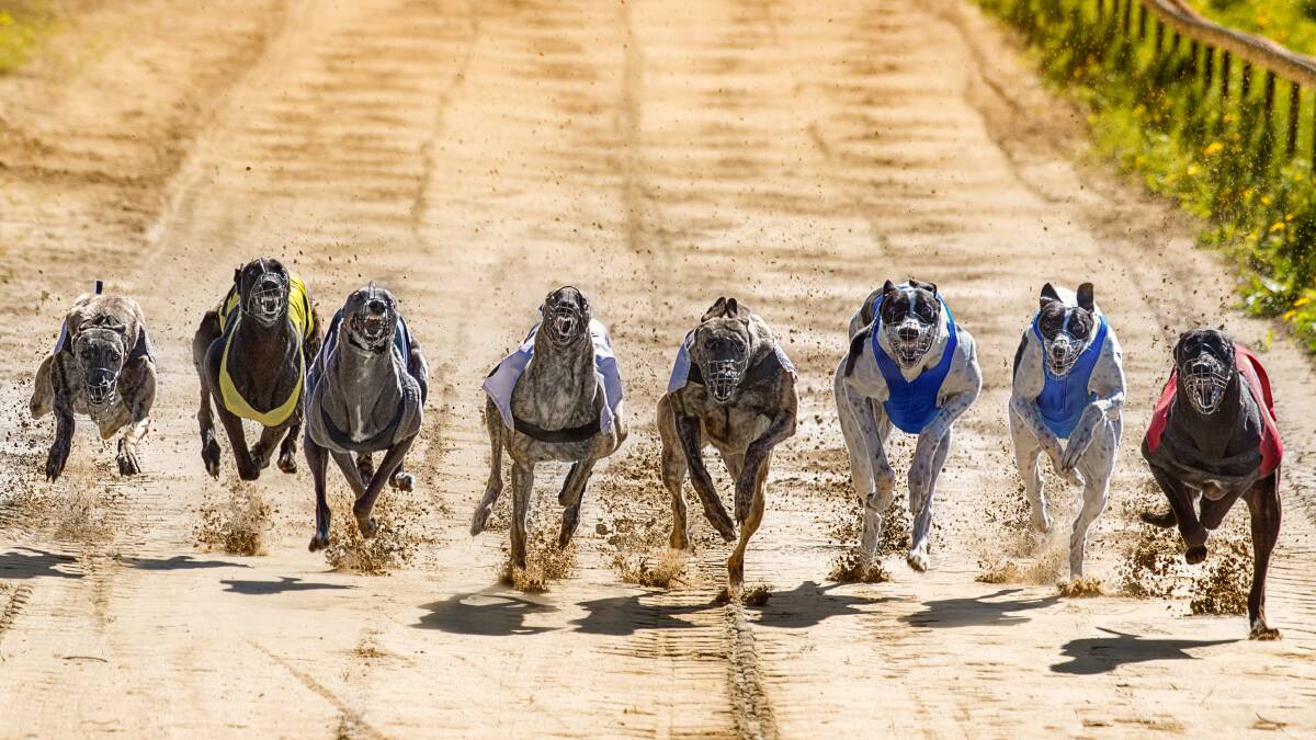 Greyhound racing a labour of love for Gunnedah club secretary