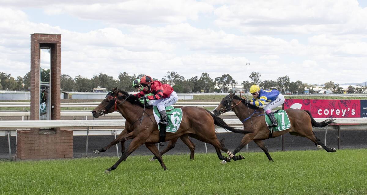 Late surge: Dazzle Street clinches victory in the Peel Valley Tyres Class 1 Handicap at Tamworth yesterday in the last stride. Photo: Peter Hardin 051119PHC036