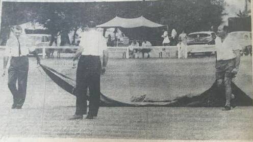 A valiant effort: Phinney Herden (left) and Roley Young hurriedly try to cover the Wolseley Park wicket, watched on as mayor and president of the Gunnedah and District Cricket Association Frank O'Keefe.