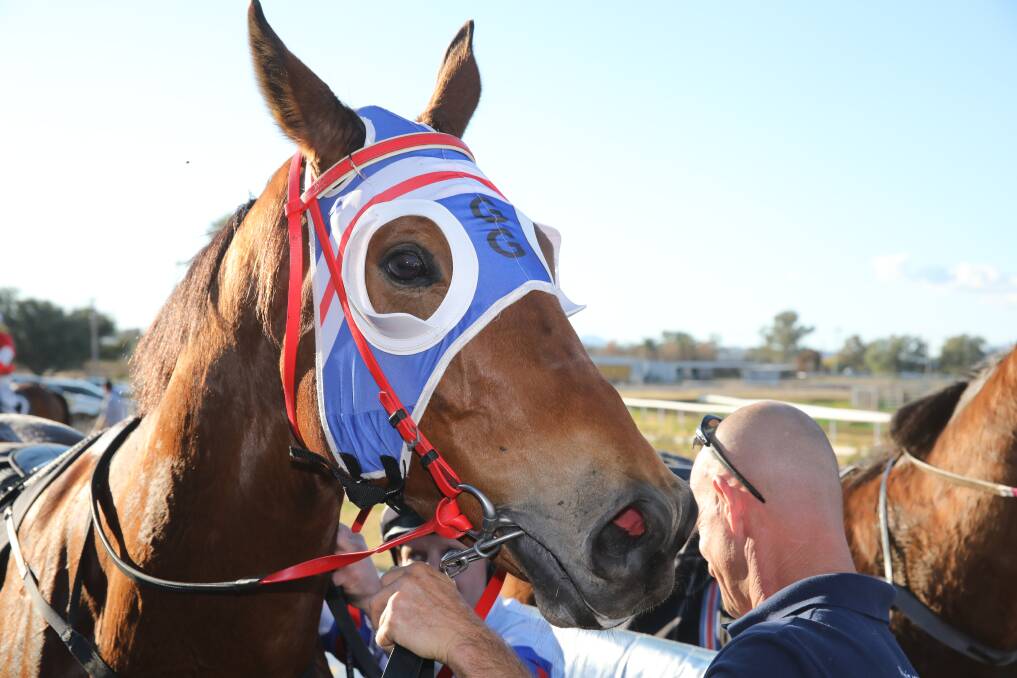 Tough: Beale Street returns to scale after Tuesday's win in the feature at Quirindi. Photo: Bradley Photographics