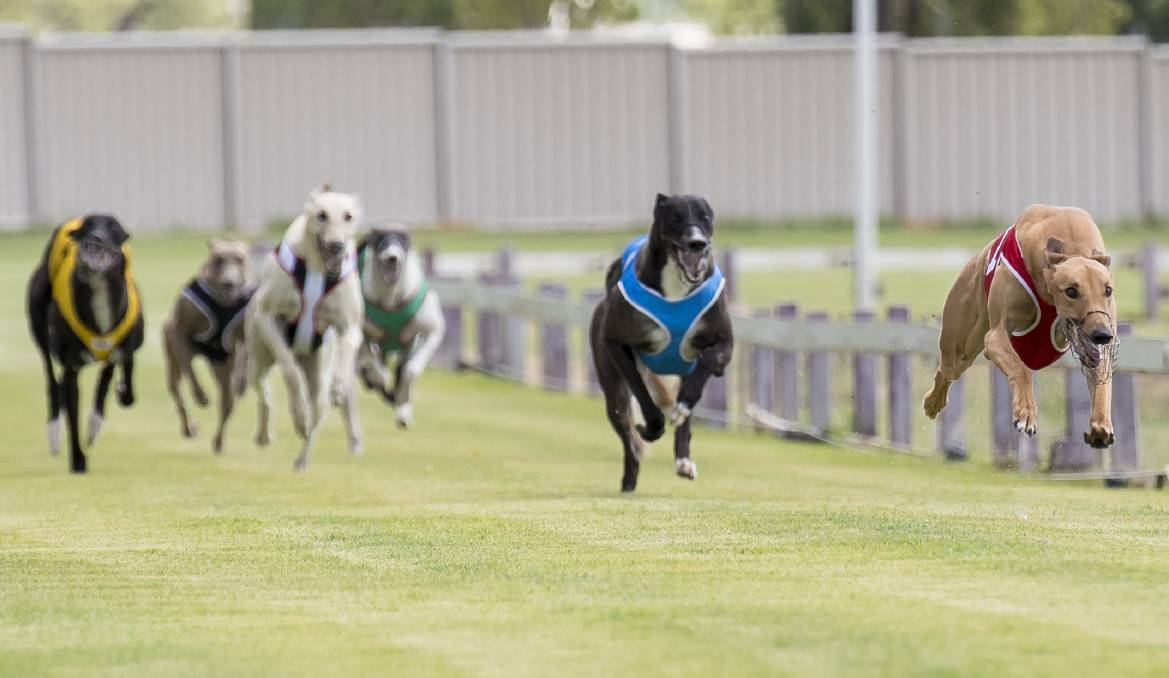 Gunnedah staged its first hub greyhound meeting on Sunday.