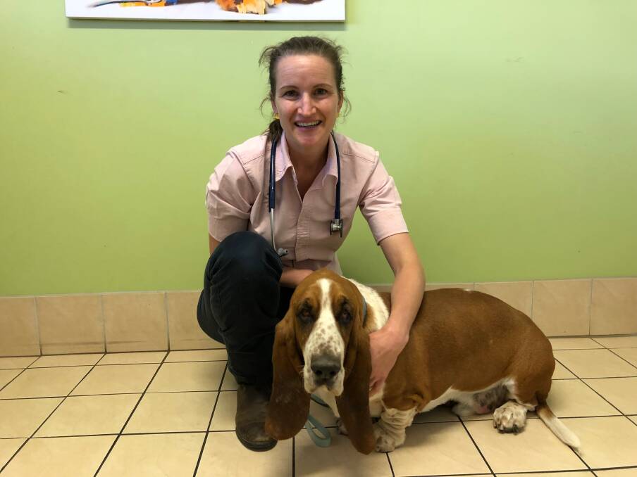 BE CAREFUL: Dr Anneliese Geard with two-year-old Trevor, a Basset Hound, preparing for surgery after swallowing a rock. 
