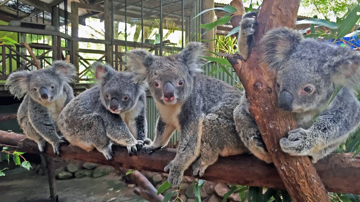 Group of female koalas at Rainforestation Nature Park. Photo: CaPTA Group