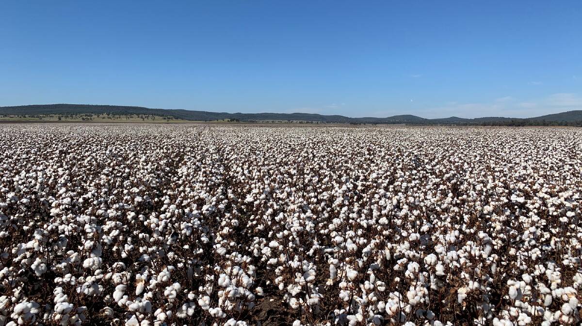 SHINING BRIGHT: Andrew Watson's bright white cotton crop in Boggabri is almost ready. He's hoping recent frost doesn't impact it too much. Photo: Andrew Watson