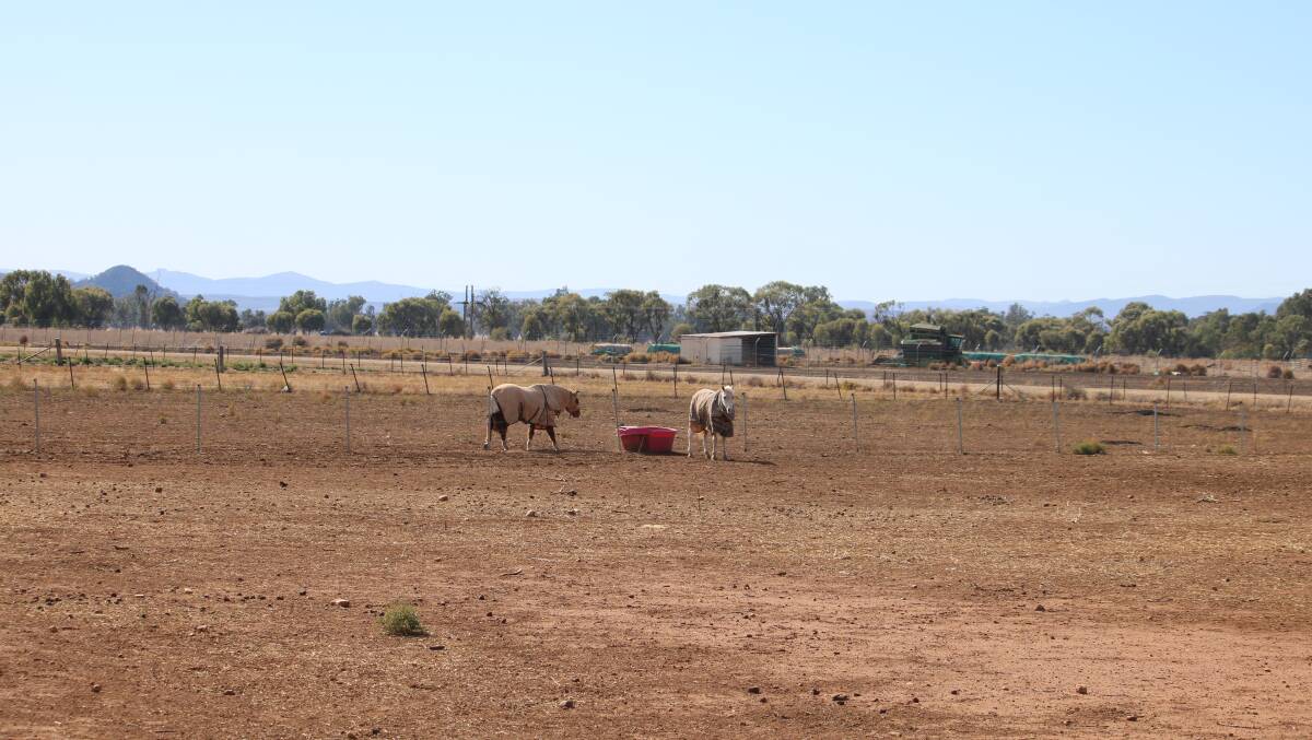 Slim pickings for livestock in Boggabri during the drought.