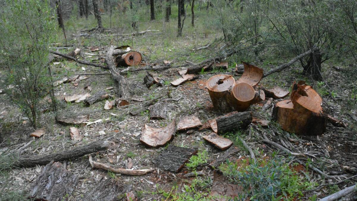 A firewood theft 'hotspot' in the forest. Photo: Jessica Worboys