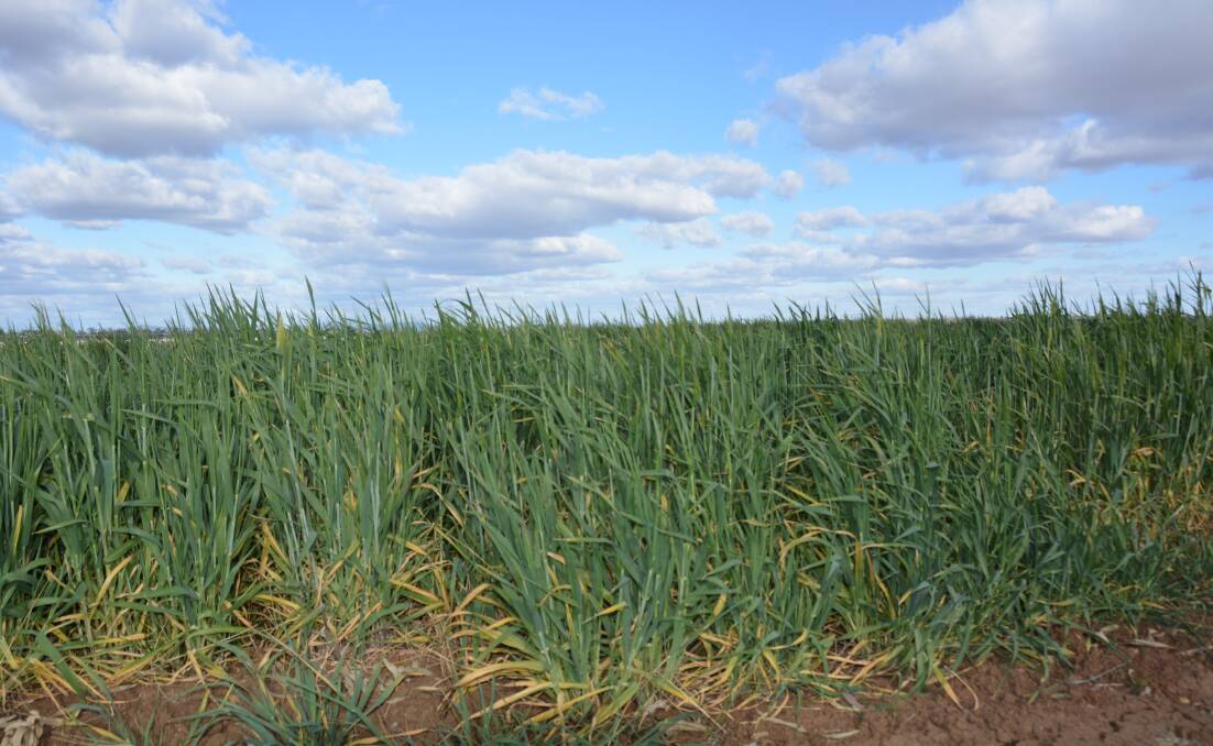 Barley crop on a Kelvin Road property. Photo: Jessica Worboys