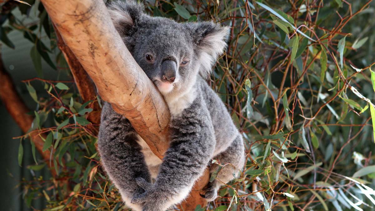 Australian Koala Foundation's Deborah Tabart says Gunnedah needs to do more to protect its koalas. Photo: file