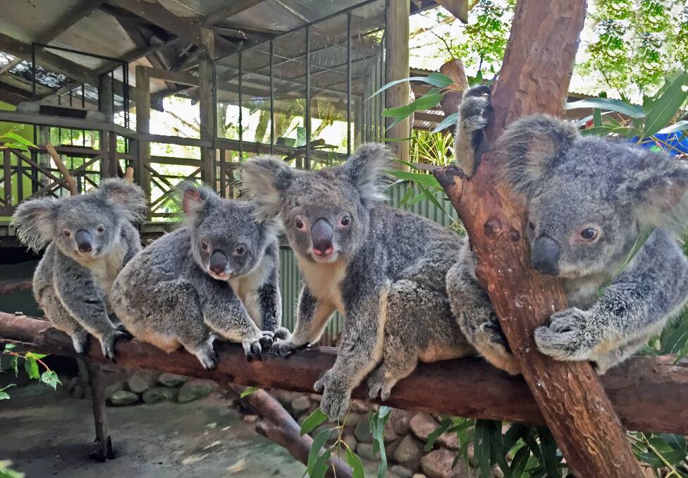 CUDDLY CREATURES: A group of female koalas at CaPTA Group's Rainforestation Nature Park in Kuranda, half-an-hour from Cairns. Photo: CaPTA Group