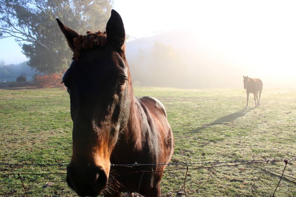 Horses in a field at Werris Creek. Photo: Vanessa Hohnke