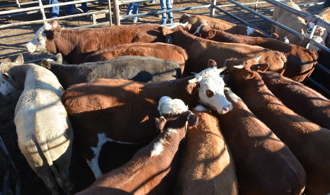 Cattle prices are on the rise. Photo: Jessica Worboys