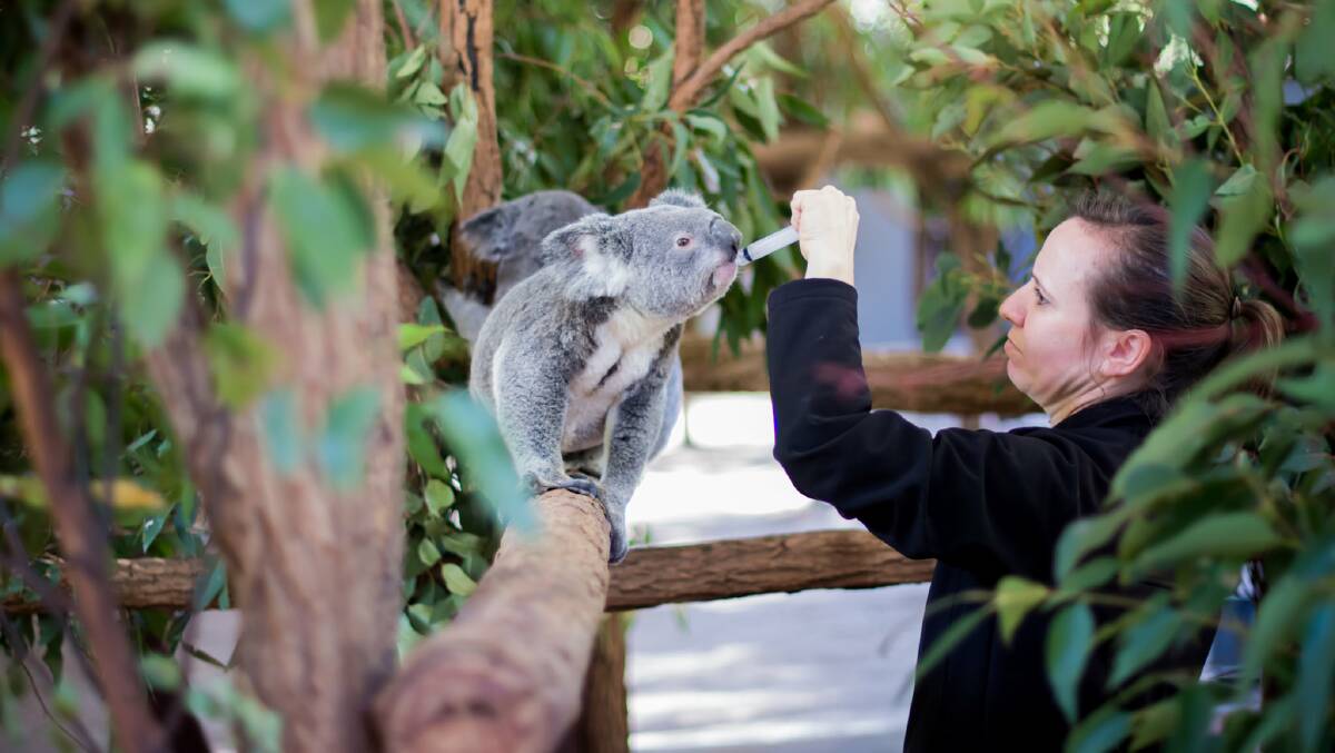 Gunnedah koala park DA packed to the brim with attractions
