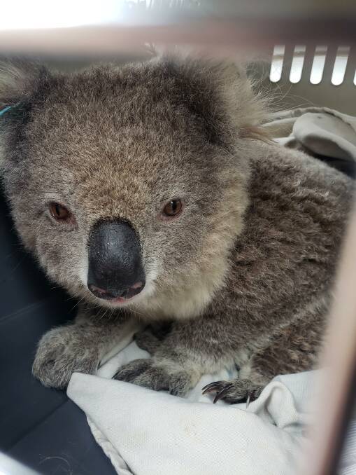 One of the koalas caught for the trial. Photo: University of Sydney