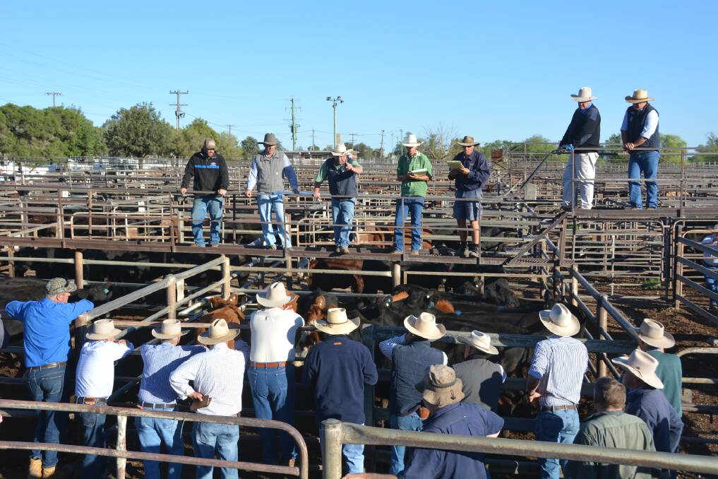 HOPE: There were a lot of hopeful farmers at the Gunnedah Saleyards this morning. Photo: Jessica Worboys