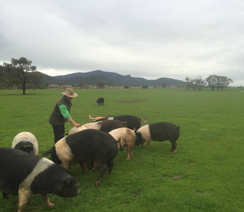Jack Hewitt with some of his pigs at his Oakleigh Pasture Pork property. Photo: supplied