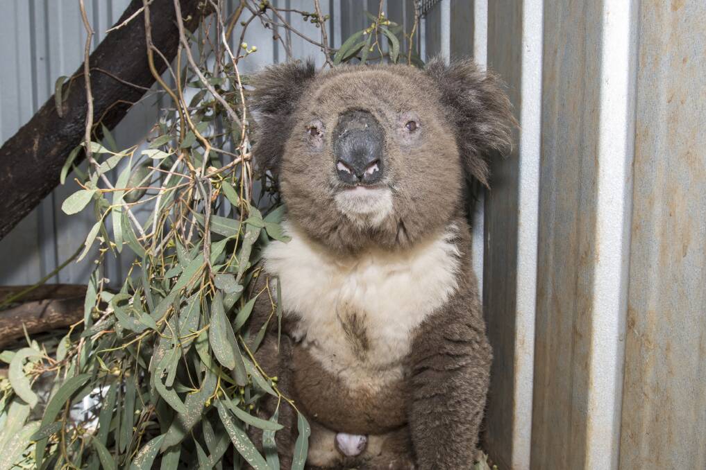 HELP NEEDED: A koala taken into care by WIRES volunteer Martine Moran in 2018. It was treated for chlamydia. Photo: Peter Hardin