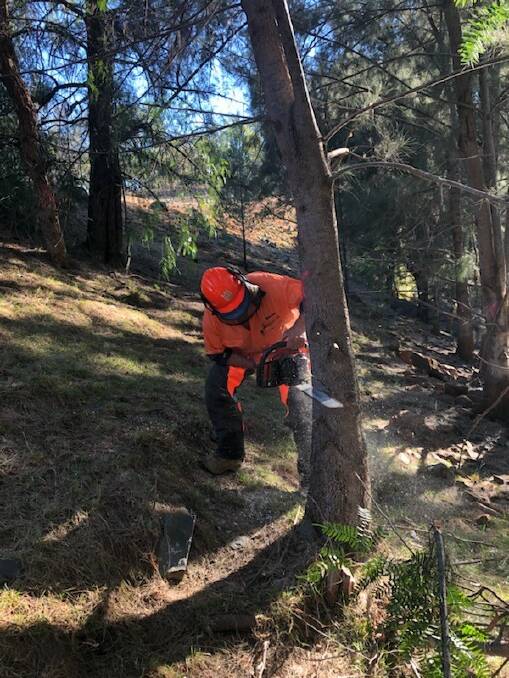 A participant begins to fell a tree. Photo: supplied