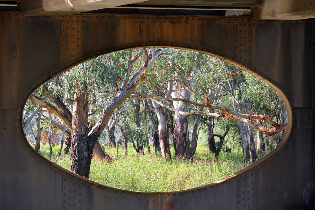 The festival will be held under the gums on the banks of the Namoi. Photo: Marg Carr