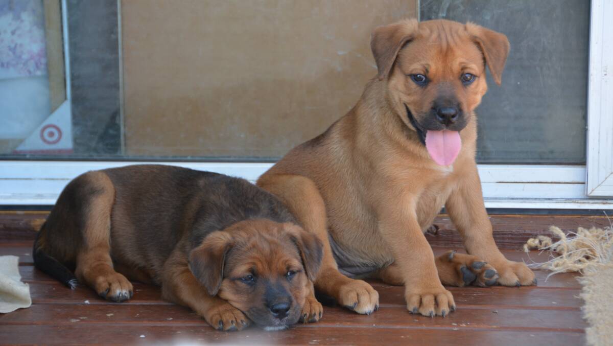 Two of the puppies soon to be ready for adoption. Photo: Jessica Worboys