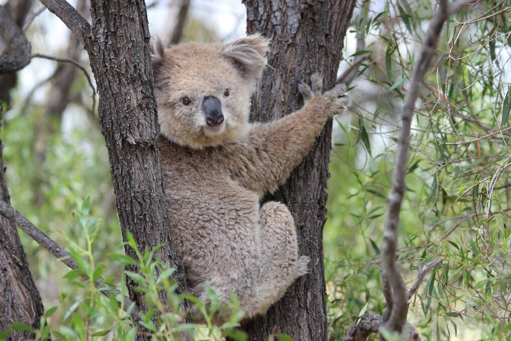 The council hopes to include care facilities in their new park for injured or sick koalas. Photo: Mark Rodgers