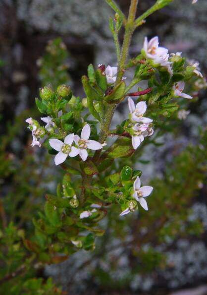 Zieria odorifera subsp. copelandii is found only in Mount Kaputar National Park. Photo: Lachlan Copeland DPIE